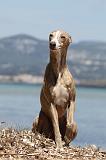 WHIPPET 034